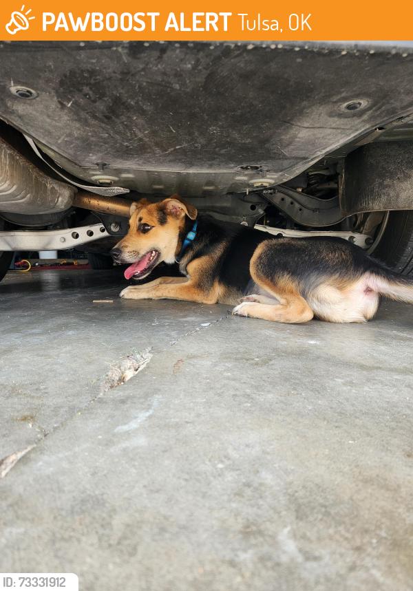 Found/Stray Male Dog last seen By my hse 15th st S 124th E Ave 74128, Tulsa, OK 74128