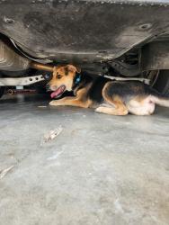 Found/Stray Male Dog last seen By my hse 15th st S 124th E Ave 74128, Tulsa, OK 74128