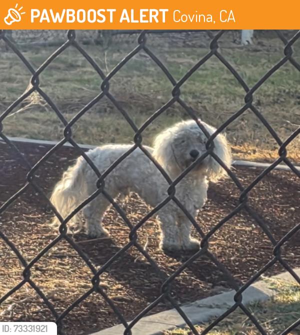 Found/Stray Unknown Dog last seen Lark Ellen, Covina, CA 91722