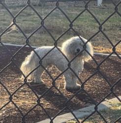 Found/Stray Unknown Dog last seen Lark Ellen, Covina, CA 91722