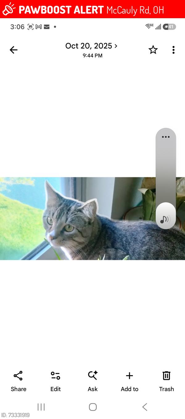 Lost Male Cat last seen McCauley and Fields Ertel Roads, McCauly Rd, OH 45241