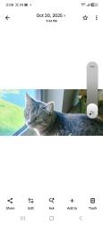 Lost Male Cat last seen McCauley and Fields Ertel Roads, McCauly Rd, OH 45241