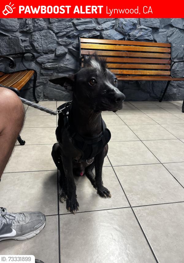 Lost Male Dog last seen MLK and Atlantic, Lynwood, CA 90262