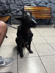 Lost Male Dog last seen MLK and Atlantic, Lynwood, CA 90262