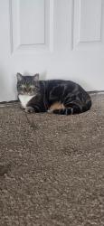Lost Female Cat last seen Mccalla Trace, McCalla, AL 35111