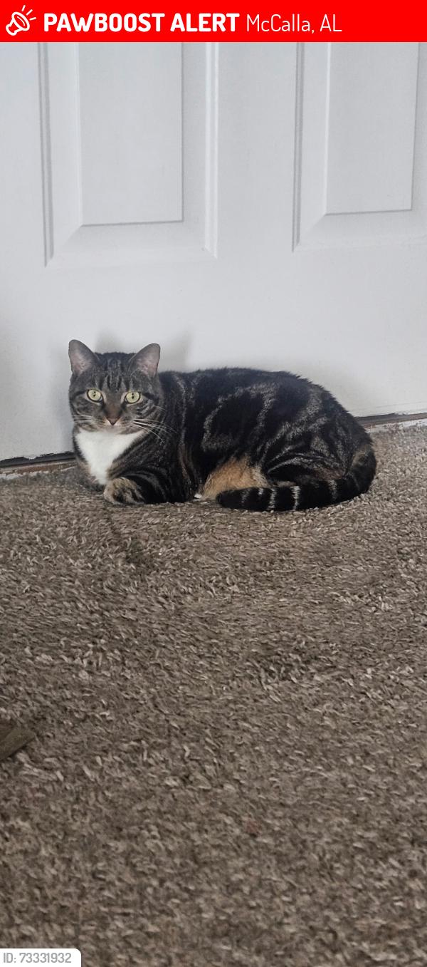 Lost Female Cat last seen Mccalla Trace, McCalla, AL 35111