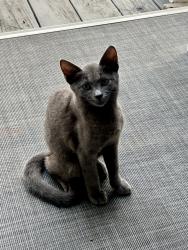 Lost Female Cat last seen Forest Avenue, Georgetown County, SC 29440