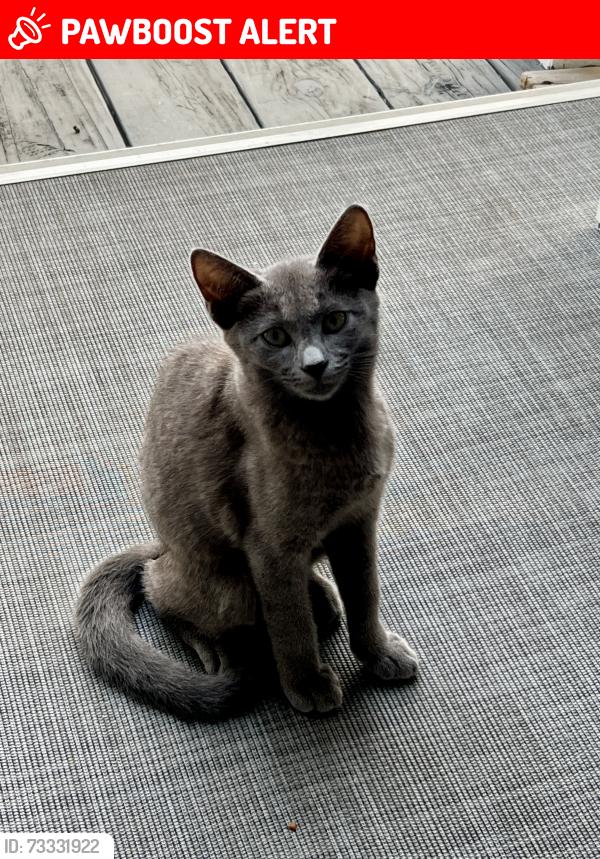 Lost Female Cat last seen Forest Avenue, Georgetown County, SC 29440