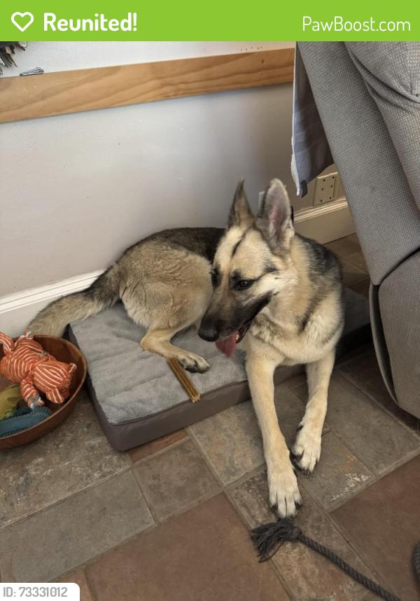 Reunited Female Dog last seen Pebble Beach Drive and Cyprus Point Drive in Brookhaven, Farmers Branch, TX 75234