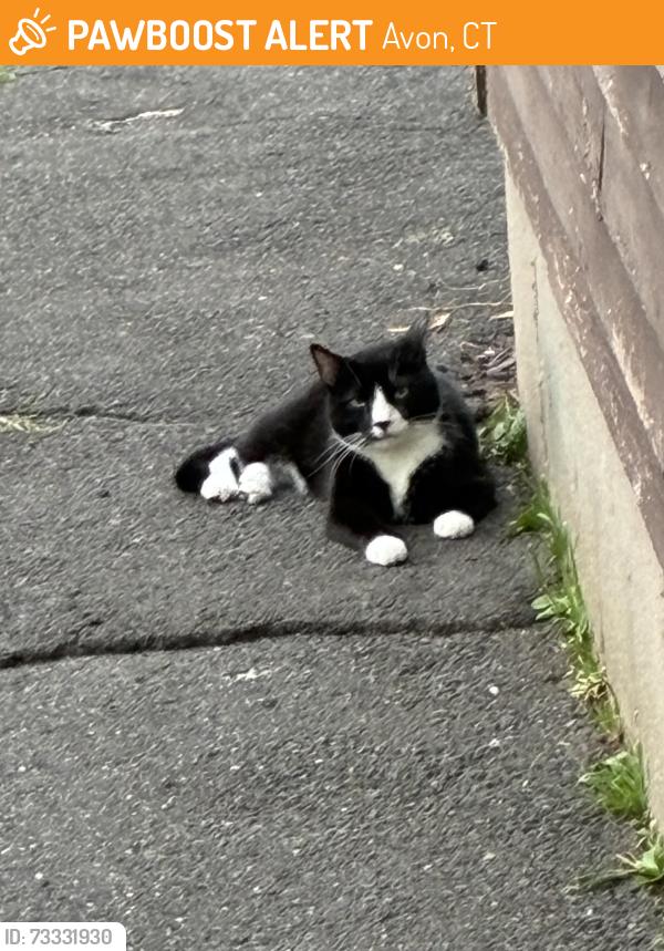Found/Stray Unknown Cat last seen Old Farms Rd, Avon, CT 06089