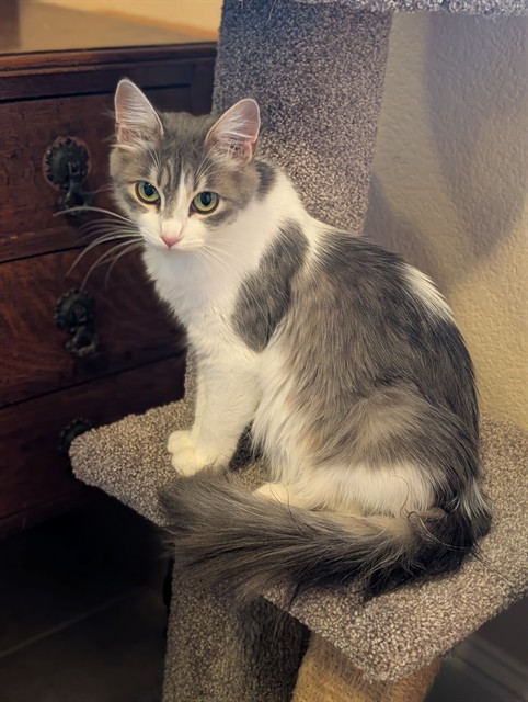 Shelter Stray Female Cat last seen MAISON WAY/ROWENA WAY, 95864, 3839 Bradshaw Rd, Sacramento, CA 95827, USA