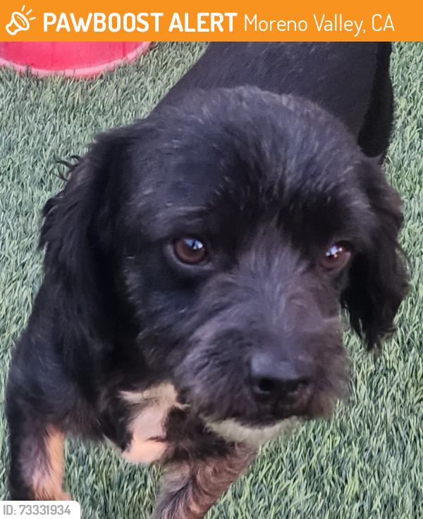Found/Stray Male Dog last seen Pigeon Pass Road and Quail Call, Moreno Valley, CA 92557
