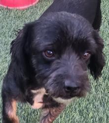 Found/Stray Male Dog last seen Pigeon Pass Road and Quail Call, Moreno Valley, CA 92557