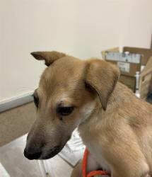 Shelter Stray Male Dog last seen OAKHALLOW DR/WALERGA RD, 95824, 3839 Bradshaw Rd, Sacramento, CA 95827, USA
