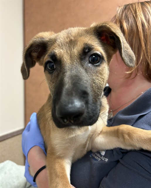 Shelter Stray Male Dog last seen OAKHALLOW DR/WALERGA RD, 95824, 3839 Bradshaw Rd, Sacramento, CA 95827, USA