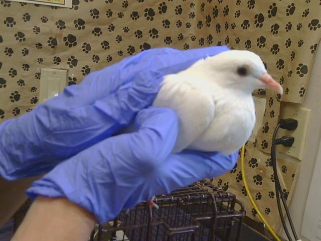 Shelter Stray Female Bird last seen TANAKA CT/TAMARA DR, 95628, 3839 Bradshaw Rd, Sacramento, CA 95827, USA