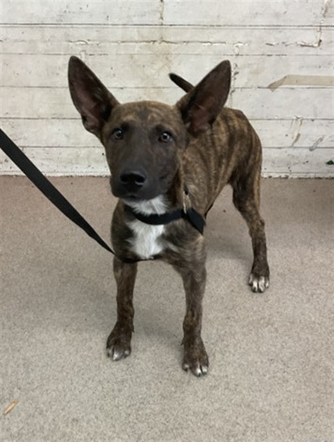 Shelter Stray Female Dog last seen S WATERMAN, 333 Chandler Pl, San Bernardino, CA 92408, USA