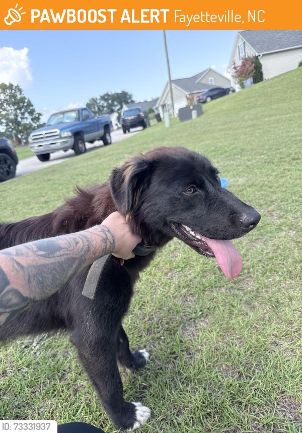 Found/Stray Female Dog last seen Rosemeadow dr, Fayetteville, NC 28305