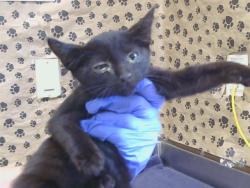 Shelter Stray Male Cat last seen ANNADALE LN/MERRILY WY, 95821, 3839 Bradshaw Rd, Sacramento, CA 95827, USA