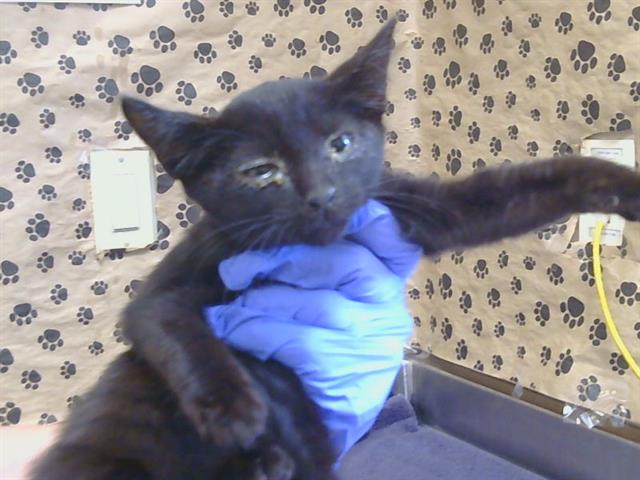 Shelter Stray Male Cat last seen ANNADALE LN/MERRILY WY, 95821, 3839 Bradshaw Rd, Sacramento, CA 95827, USA