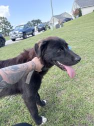 Found/Stray Female Dog last seen Rosemeadow dr, Fayetteville, NC 28305