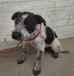 Shelter Stray Female Dog last seen Near BLOCK S MOUNTAIN VIEW, 333 Chandler Pl, San Bernardino, CA 92408, USA