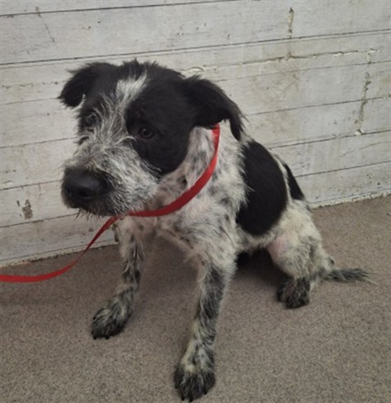 Shelter Stray Female Dog last seen Near BLOCK S MOUNTAIN VIEW, 333 Chandler Pl, San Bernardino, CA 92408, USA