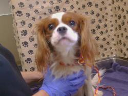 Shelter Stray Male Dog last seen GREENBACK LN/MARIPOSA AVE, 95610, 3839 Bradshaw Rd, Sacramento, CA 95827, USA