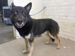 Shelter Stray Male Dog last seen OLIVE AND RANCHO, 333 Chandler Pl, San Bernardino, CA 92408, USA