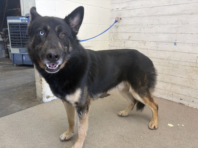 Shelter Stray Male Dog last seen OLIVE AND RANCHO, 333 Chandler Pl, San Bernardino, CA 92408, USA
