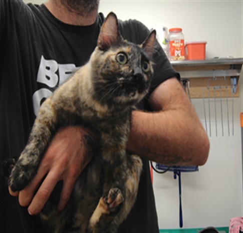Shelter Stray Female Cat last seen Near BLOCK DONA KATALINA DR SW, 3001 2nd St SW, Albuquerque, NM 87105, USA