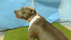 Shelter Stray Female Dog last seen , 216 W Victoria St, Gardena, CA 90248, USA