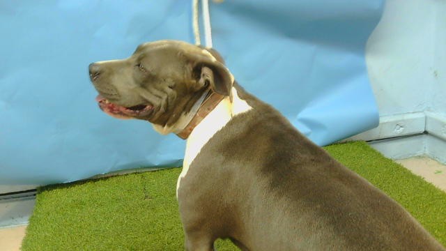 Shelter Stray Female Dog last seen , 216 W Victoria St, Gardena, CA 90248, USA