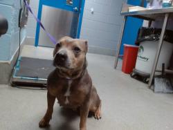 Shelter Stray Female Dog last seen 98TH AND GIBSON, 11800 Sunset Gardens Rd SW, Albuquerque, NM 87121, USA
