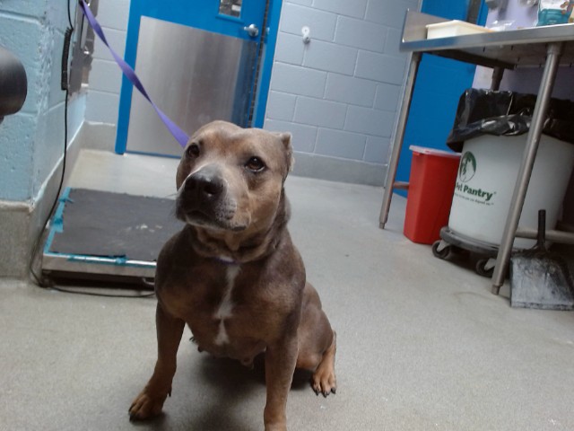 Shelter Stray Female Dog last seen 98TH AND GIBSON, 11800 Sunset Gardens Rd SW, Albuquerque, NM 87121, USA