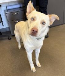 Shelter Stray Male Dog last seen MAIN ST AND N ALMA SCHOOL RD, 1920 S Lewis, Mesa, AZ 85210, USA