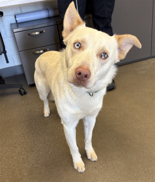Shelter Stray Male Dog last seen MAIN ST AND N ALMA SCHOOL RD, 1920 S Lewis, Mesa, AZ 85210, USA