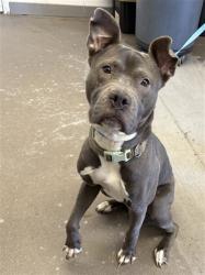 Shelter Stray Male Dog last seen BROADWAY RD AND GILBERT RD, 1920 S Lewis, Mesa, AZ 85210, USA