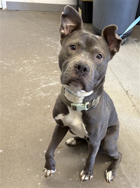 Shelter Stray Male Dog last seen BROADWAY RD AND GILBERT RD, 1920 S Lewis, Mesa, AZ 85210, USA