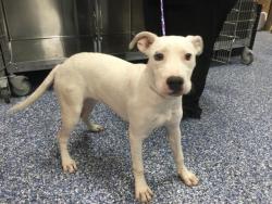 Shelter Stray Female Dog last seen Near BLOCK MILES AVE, INDIO, CA, 72050 Pet Land Pl, Thousand Palms, CA 92276, USA