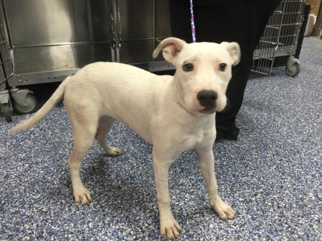 Shelter Stray Female Dog last seen Near BLOCK MILES AVE, INDIO, CA, 72050 Pet Land Pl, Thousand Palms, CA 92276, USA