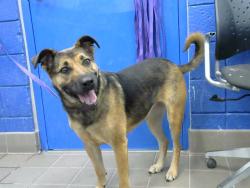 Shelter Stray Female Dog last seen SAN MATEO & COMANCHE, 8920 Lomas Blvd NE, Albuquerque, NM 87112, USA