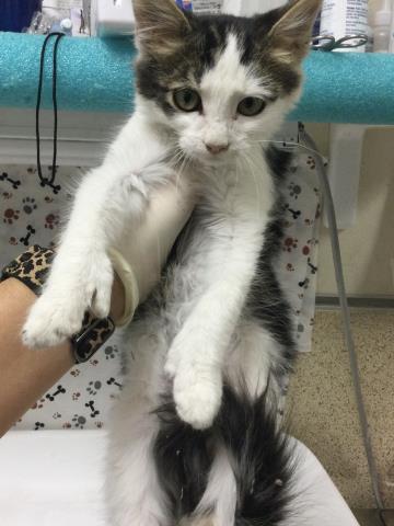Shelter Stray Male Cat last seen Near BLOCK MAGNOLIA AVE STE 112, RIVERSIDE, CA 92503, 6851 Van Buren Boulevard, Jurupa Valley, CA 92509, USA