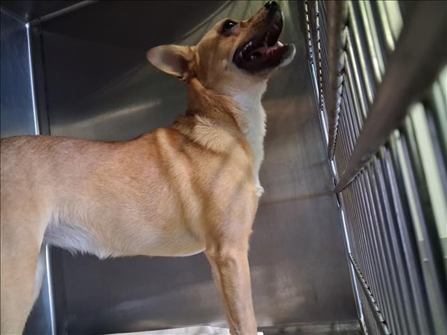 Shelter Stray Female Dog last seen , 1850 W 60th St, Los Angeles, CA 90047, USA