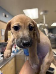 Shelter Stray Male Dog last seen ARLINGTON AVENUE & CHADBOURNE AVENUE, RIVERSIDE, 6851 Van Buren Boulevard, Jurupa Valley, CA 92509, USA