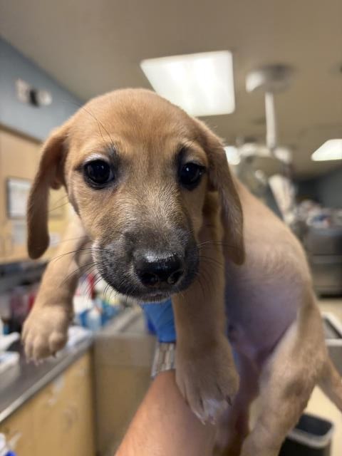 Shelter Stray Male Dog last seen ARLINGTON AVENUE & CHADBOURNE AVENUE, RIVERSIDE, 6851 Van Buren Boulevard, Jurupa Valley, CA 92509, USA