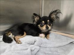 Shelter Stray Male Dog last seen , 1850 W 60th St, Los Angeles, CA 90047, USA