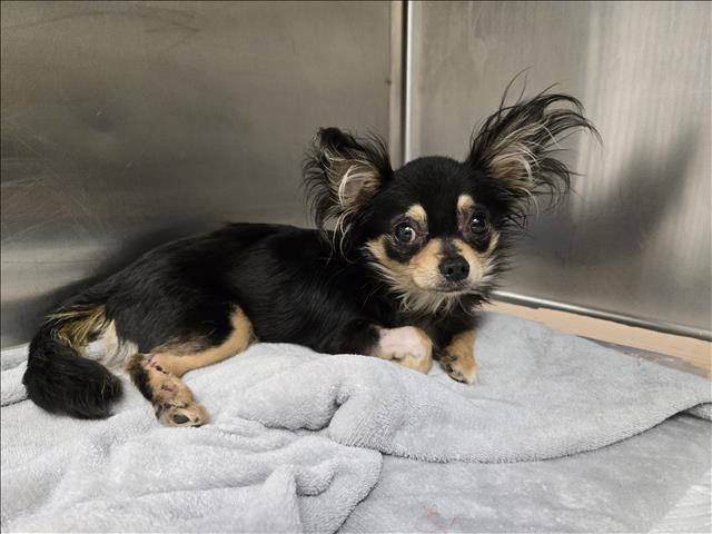 Shelter Stray Male Dog last seen , 1850 W 60th St, Los Angeles, CA 90047, USA