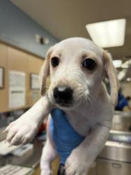 Shelter Stray Male Dog last seen ARLINGTON AVENUE & CHADBOURNE AVENUE, RIVERSIDE, 6851 Van Buren Boulevard, Jurupa Valley, CA 92509, USA