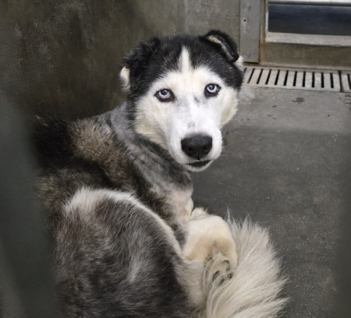 Shelter Stray Female Dog last seen , 1850 W 60th St, Los Angeles, CA 90047, USA